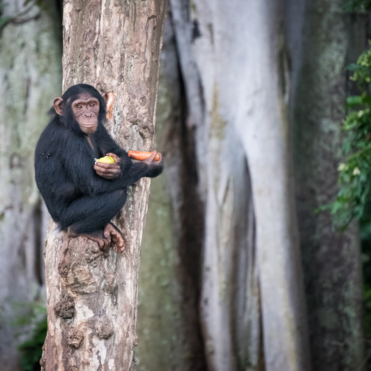 Uganda Ngamba Island Chimpanzee Sanctuary Young Chimp In Tree With Food