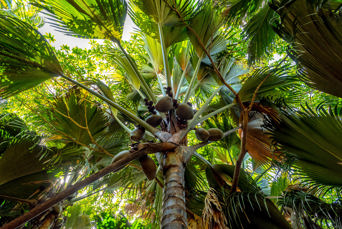 seychellerne - praslin_eden have_kokos_01