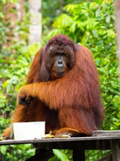 Indonesien - sumatra_bukit lawang_orangutang_01