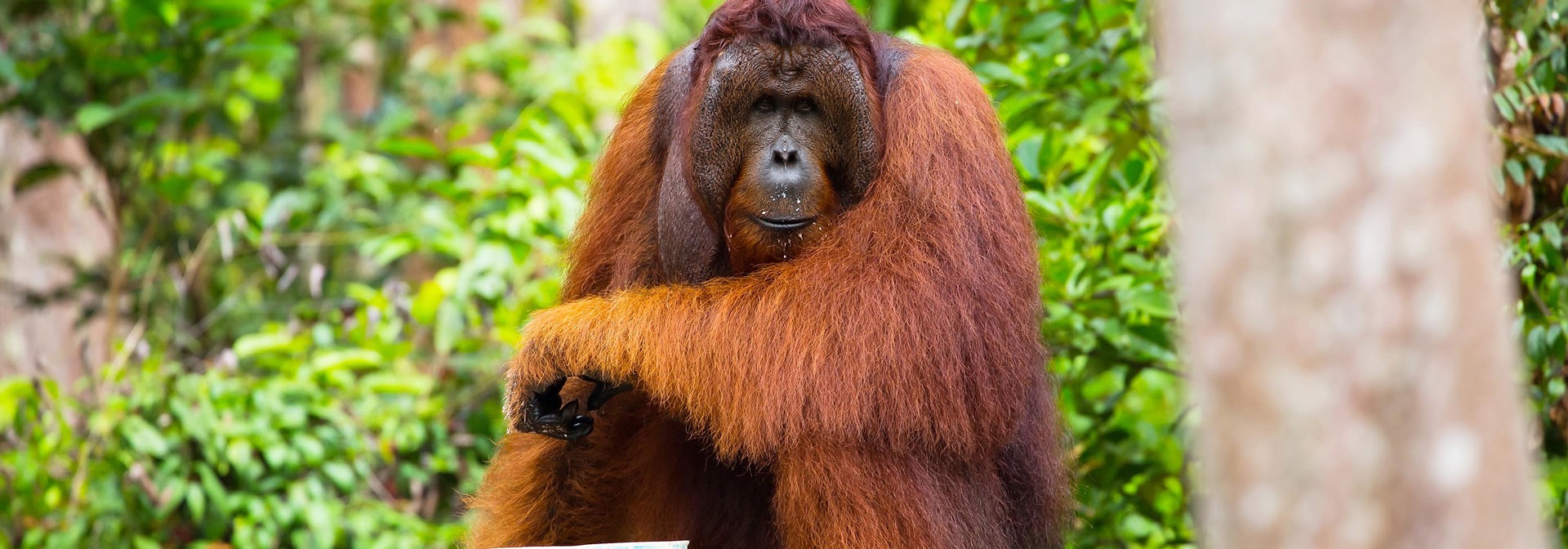 Indonesien - sumatra_bukit lawang_orangutang_01