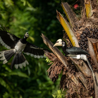 Oriental Pied Hornbills (1)
