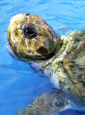 brasilien - praia do forte_skildpadde_01