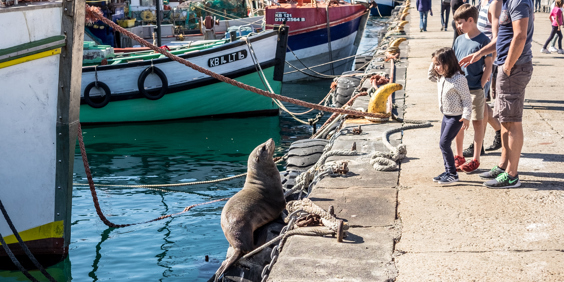 sydafrika - cape town_kalk bay harbour_befolkning_01