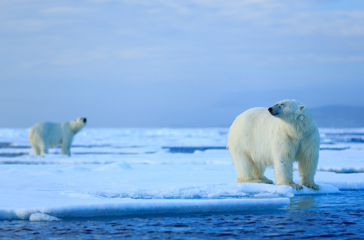 norge - Svalbard_isbjoern_02