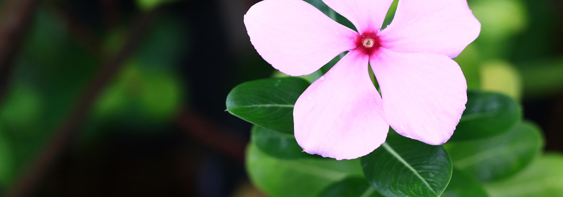 borneo_balsam blomst_01