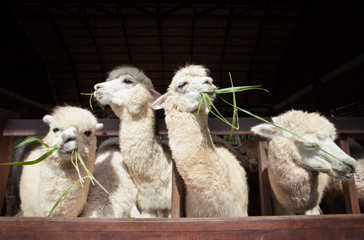 peru - Peru_Alpaca_1