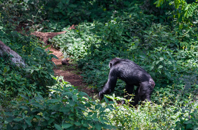 Uganda Ngamba Island Chimpanzee Sanctuary Chimpanzee Forest