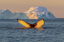 diskobugten_qeqertarsuaq_hval med isbjerg_02