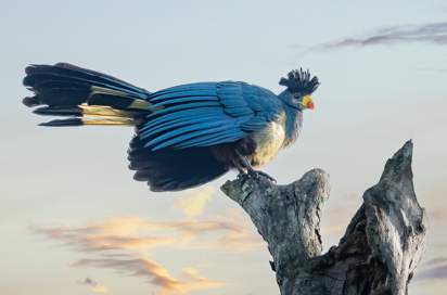 Uganda Kibale Np Great Blue Turaco Sunrise