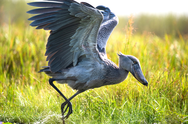 Uganda Mabamba Swamp Juvenile Shoebill Stork