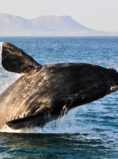 sydafrika - plettenburg bay_hval_spring_01