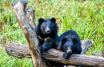 laos - luang prabang_bear rescue center_01