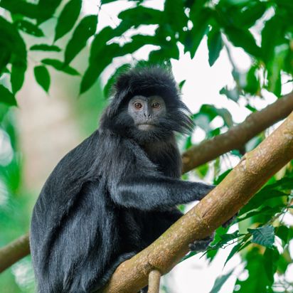 Lombok Tetebatu Sort Abe Javan Langur Eller Ibenholt Bladabe 2576671463