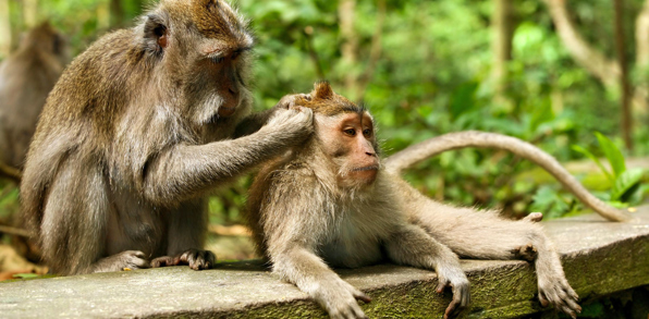 Ubud Monkey Forest