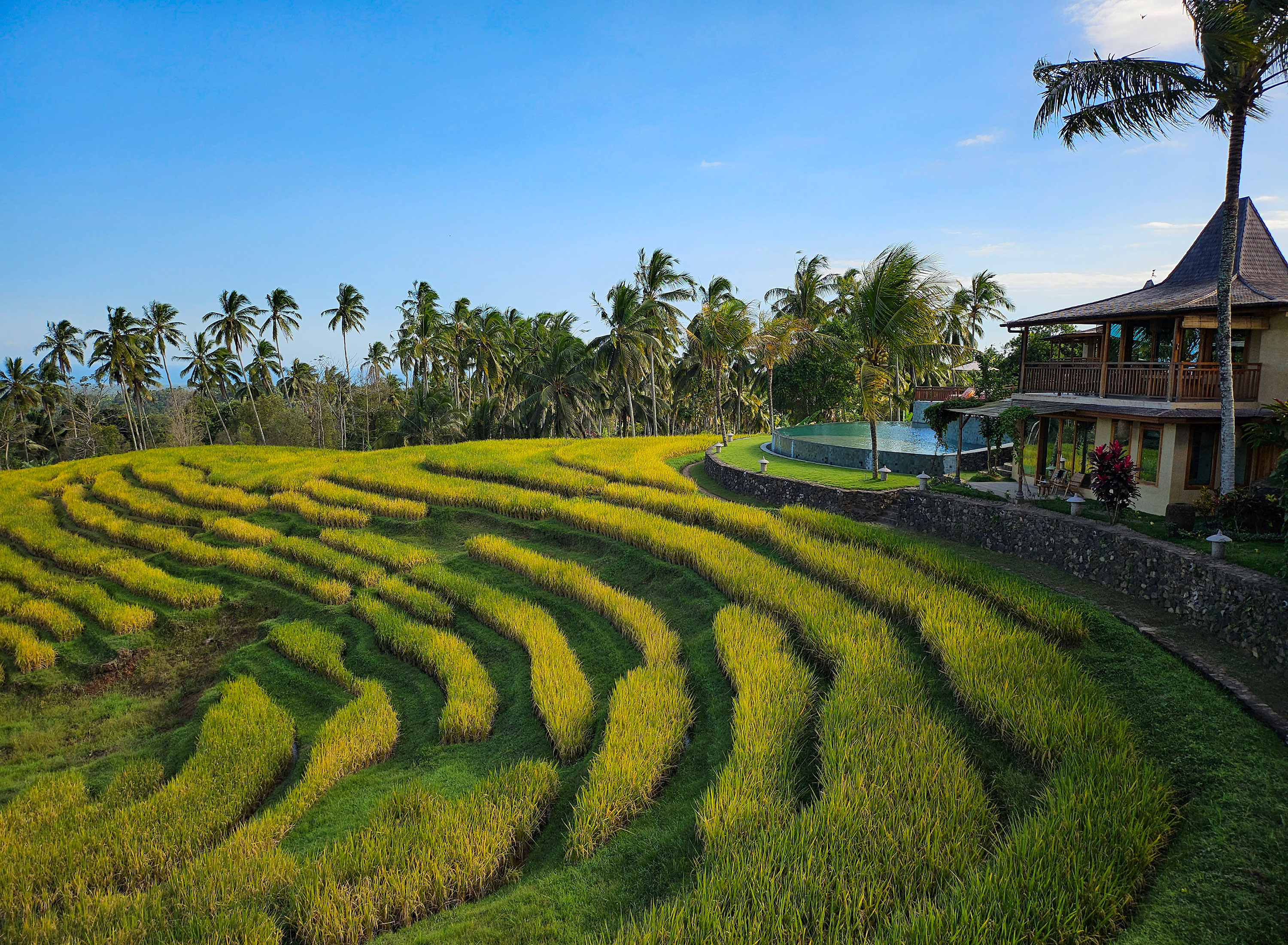 Rice Field From Sawah 4
