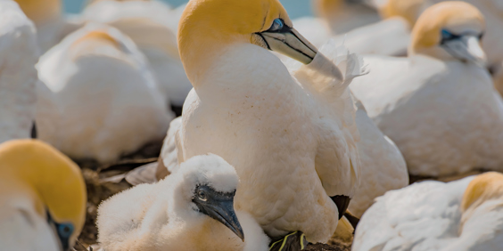 Napir Sule 1651918684