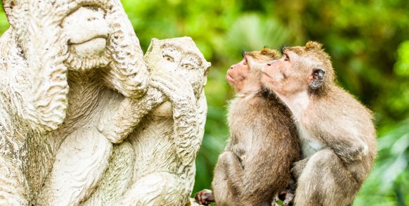bali - ubud_monkey forrest_04