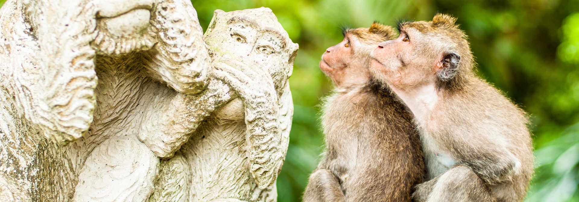 bali - ubud_monkey forrest_04