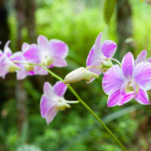 kinabalu national park_orkidee_01