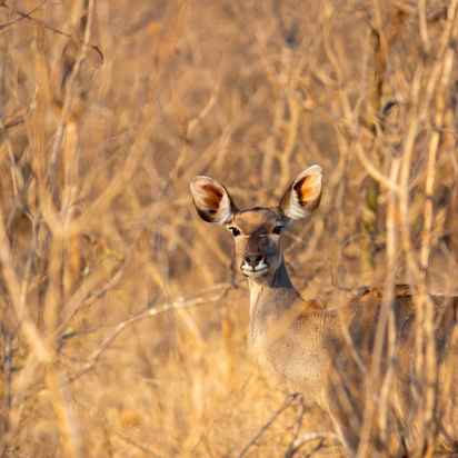 Sydafrika 2025 Mikkel 0098 Kudu