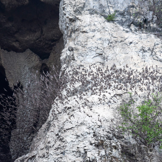 Battambang Flagernus Ved Phnom Sempeau Grotterne 1045978516