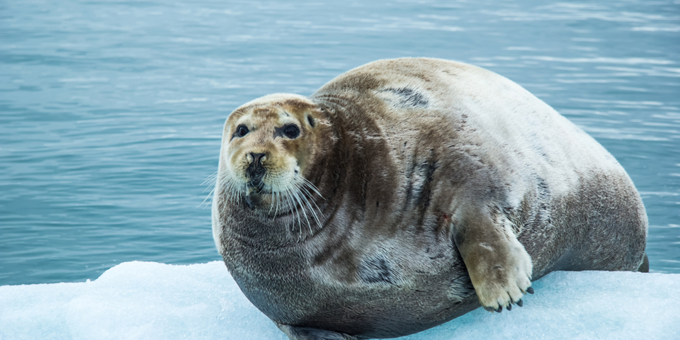 diskobugten_sael paa isflage