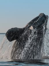 Argentina Puerto Madryn Southern Right Whale Jumping