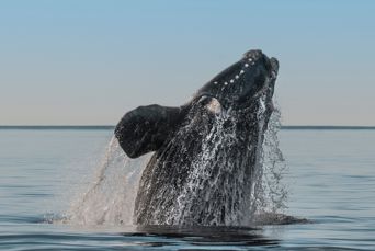 Argentina Puerto Madryn Southern Right Whale Jumping
