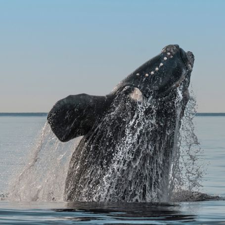 Argentina Puerto Madryn Southern Right Whale Jumping