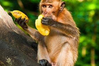 thailand - thailand_abe_01_HF