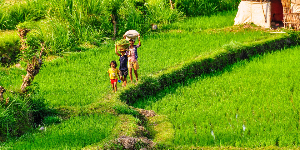 bali - sidemen_rismark befolkning_02