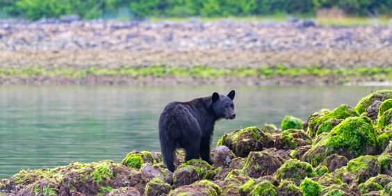Canada Bc Tofino Black Bear Low Tide