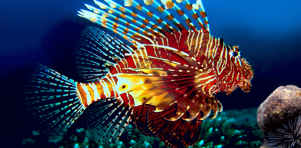 Koh Chang Snorkling Lionfish