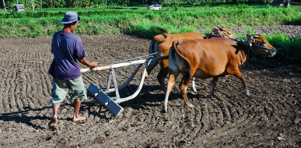 bali - bali_farmer_okse_01