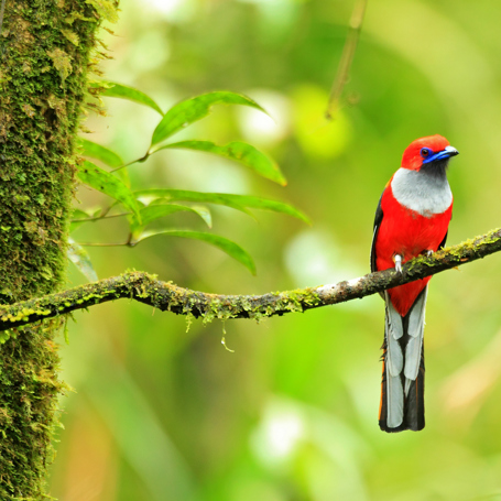 Borneo Fugl Whitehead Trogon 01