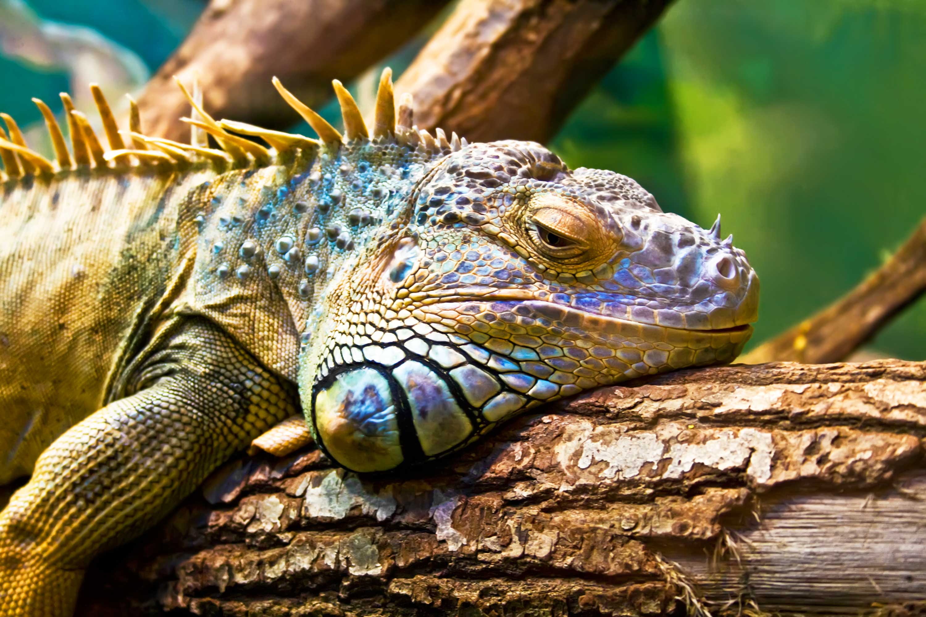 Galapagos Leguan Shutterstock 32307457