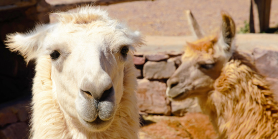argentina - purmamarca_lama_01