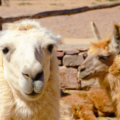 argentina - purmamarca_lama_01