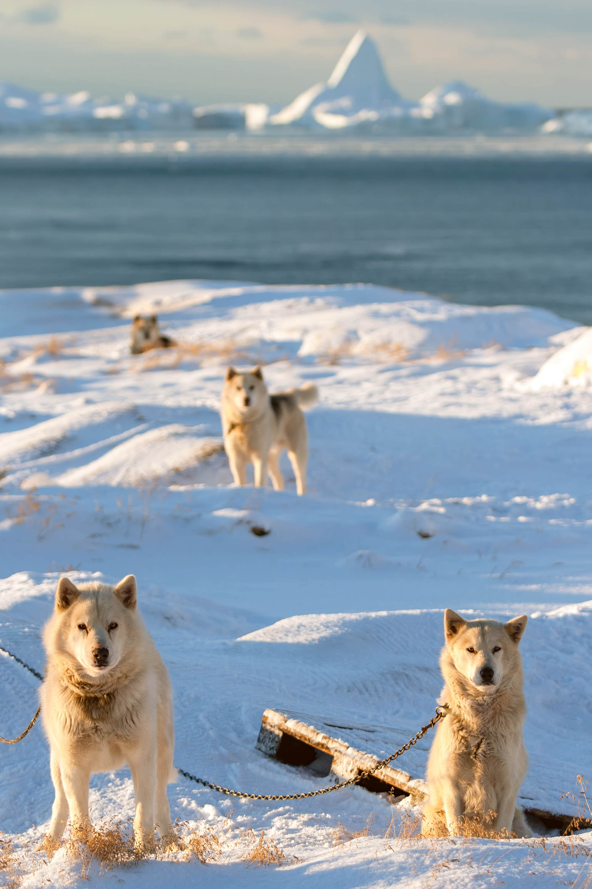 Ilulissat Hundeslaede 2570435945