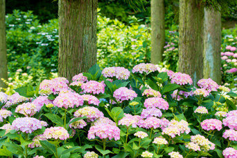 Matsue Yuushien Haven01