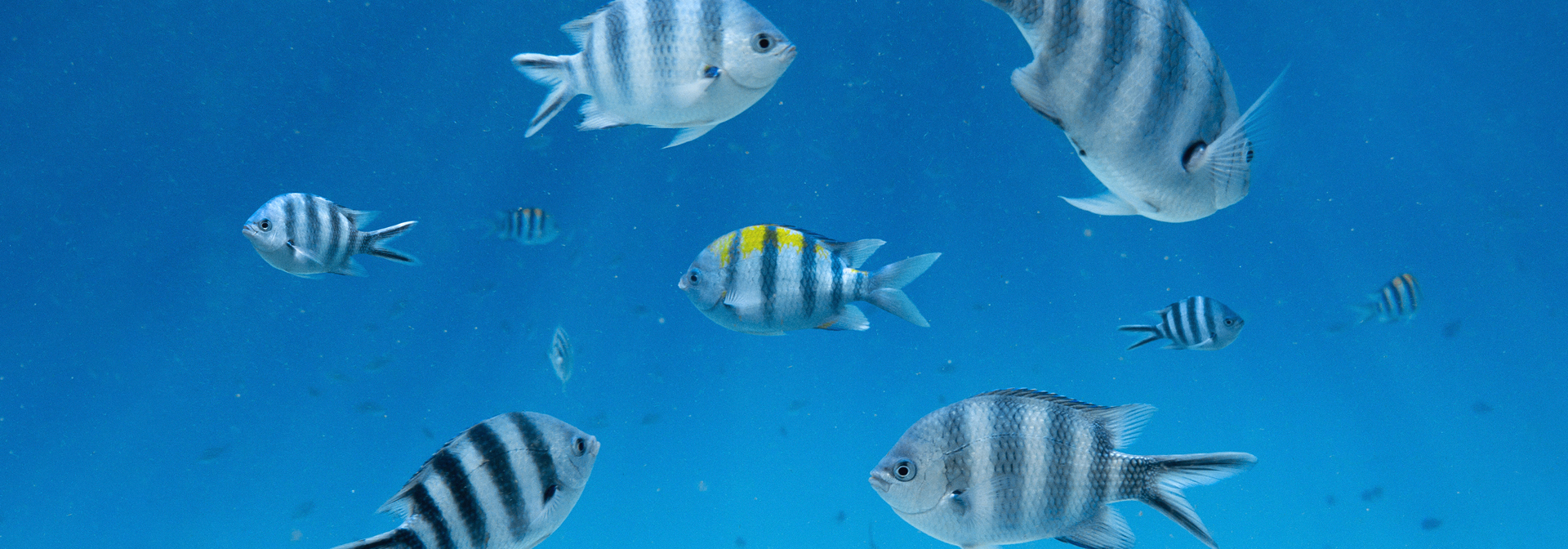 zanzibar_snorkel_coral_04