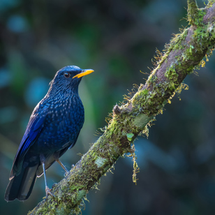 Thaton Doi Pha Hom Pok National Park Blå Fugl 1286567731
