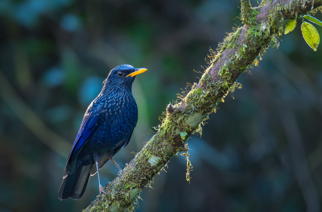Thaton Doi Pha Hom Pok National Park Blå Fugl 1286567731