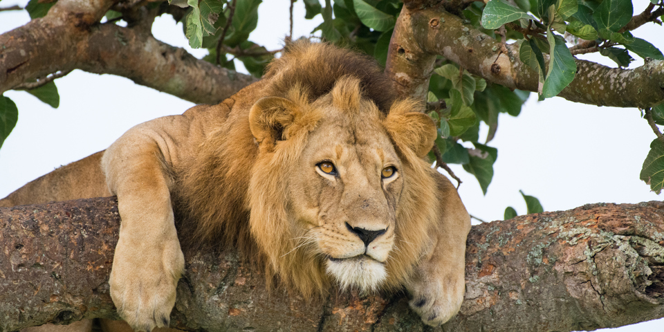 Uganda Queen Elizabeth National Park Ishasha Famous Male Tree Climbing Lion