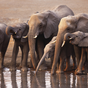 Elefanter i Etosha