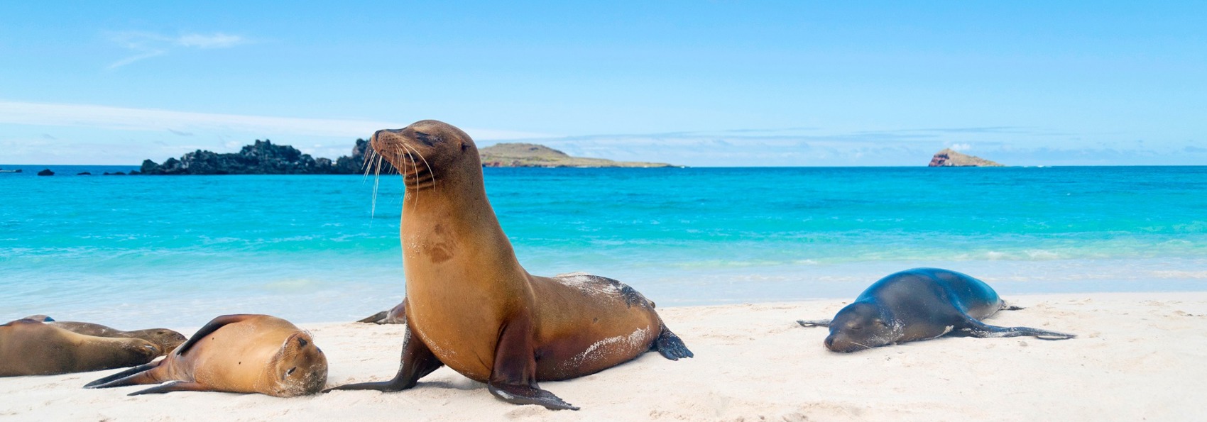 galapagos_soeloeve_12