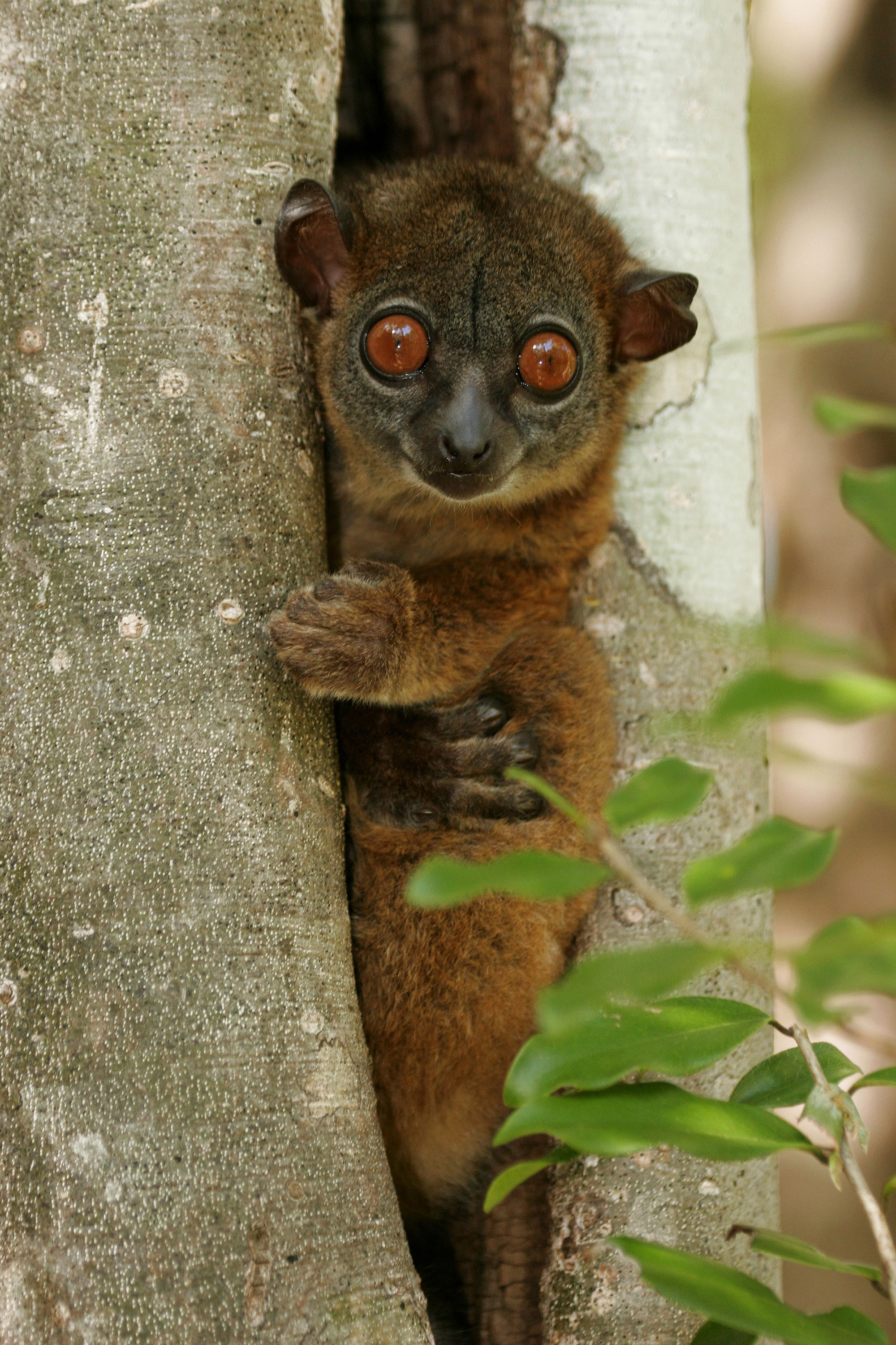 Northern Sportive Lemur Nordlige Lepi Lemur (1)