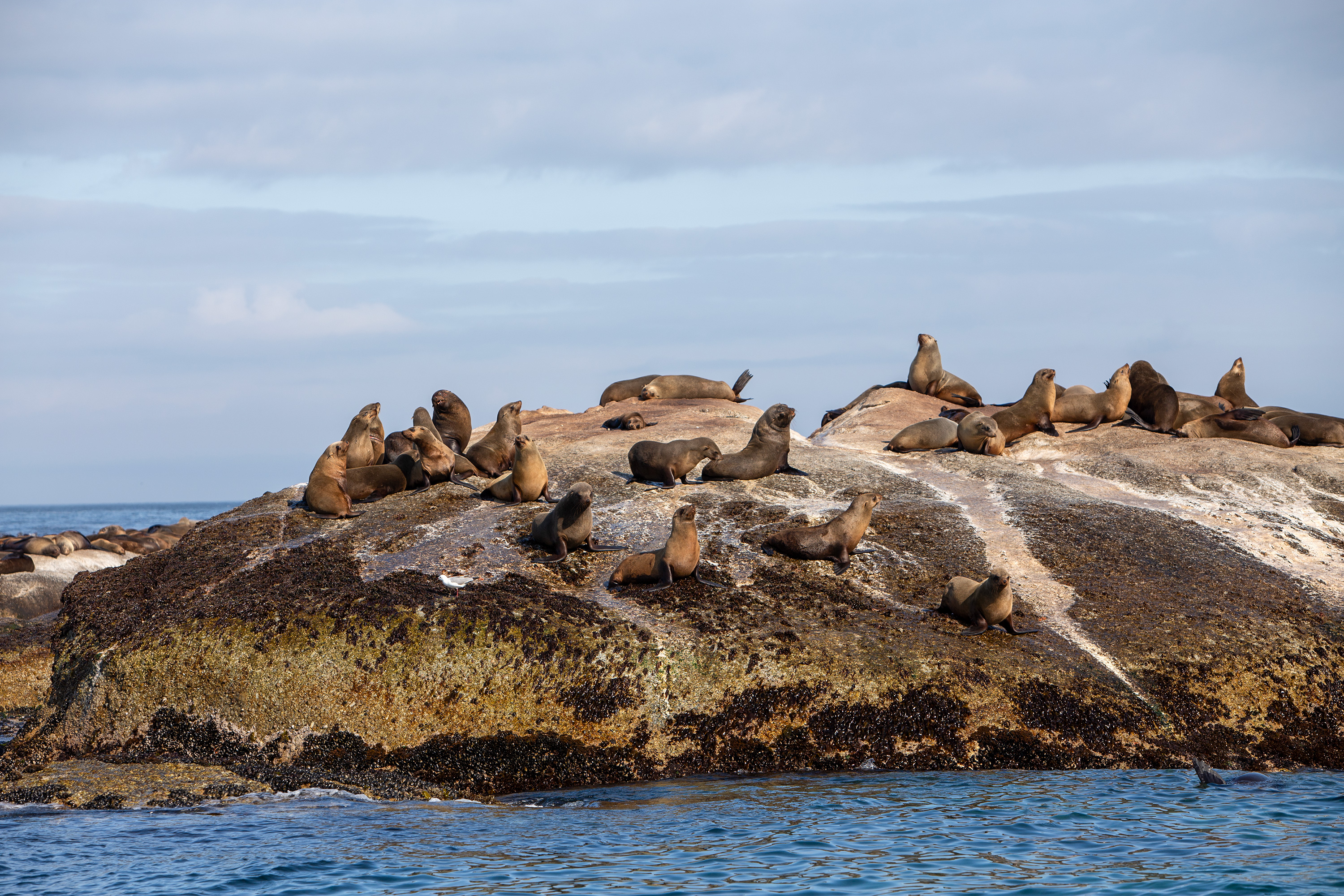 Sydafrika 2025 Cape Town 0855 Seal