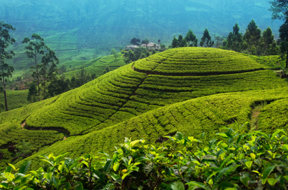 Sri Lanka Teplantage 06