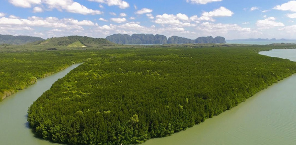 thailand - koh lanta udflugt mangrove_01